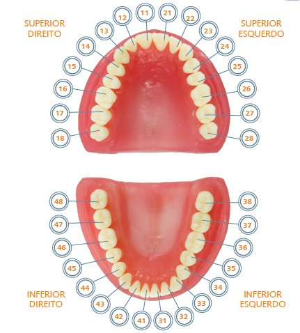 Pronew Student Tooth Refill, UR2/12, Lateral Incisor
