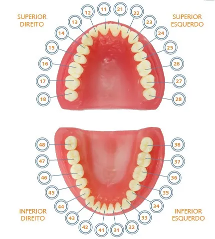 Pronew Student Tooth Refill, UR2/12, Lateral Incisor