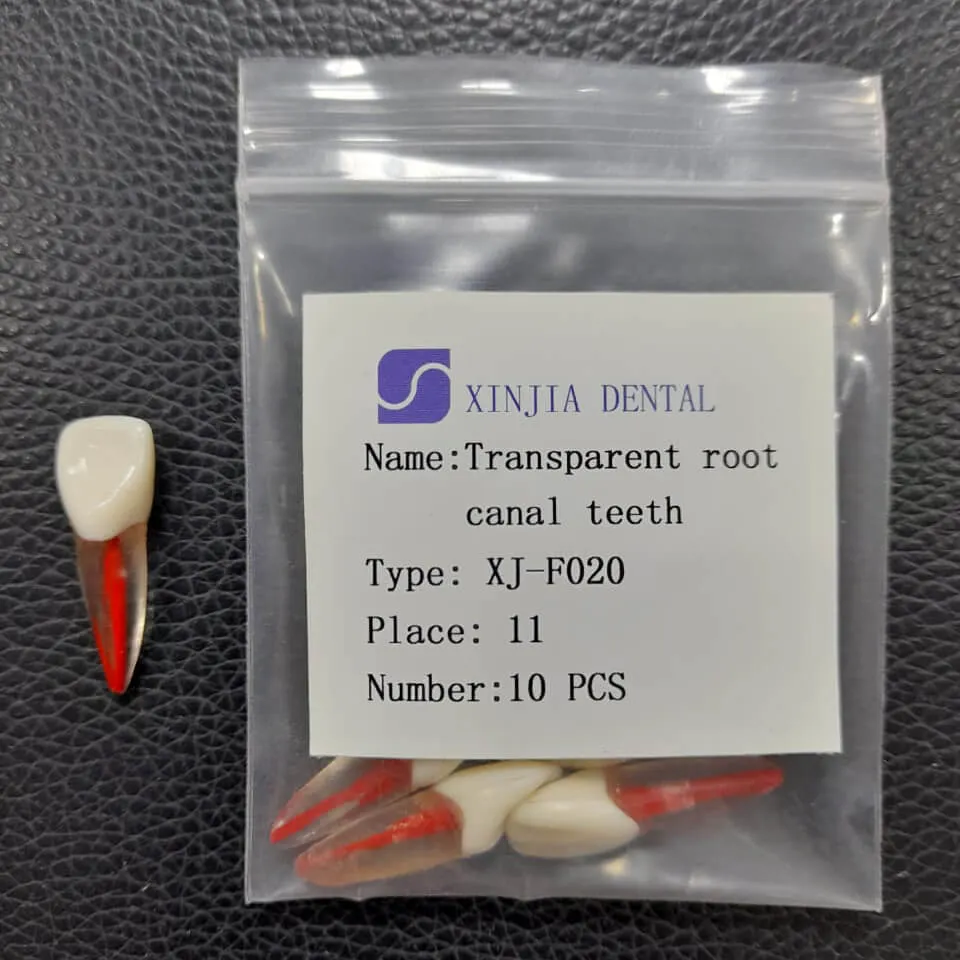 Training Transparent Root Canal Teeth #11
