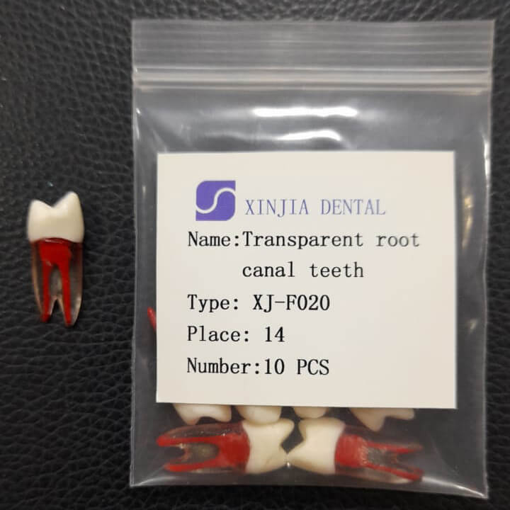 Training Transparent Root Canal Teeth #14