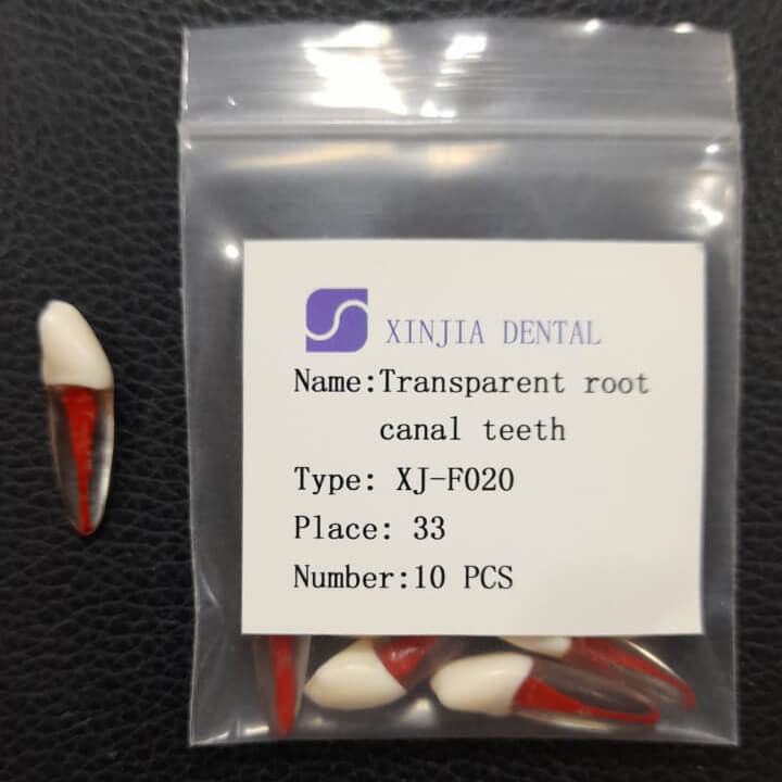 Training Transparent Root Canal Teeth #33