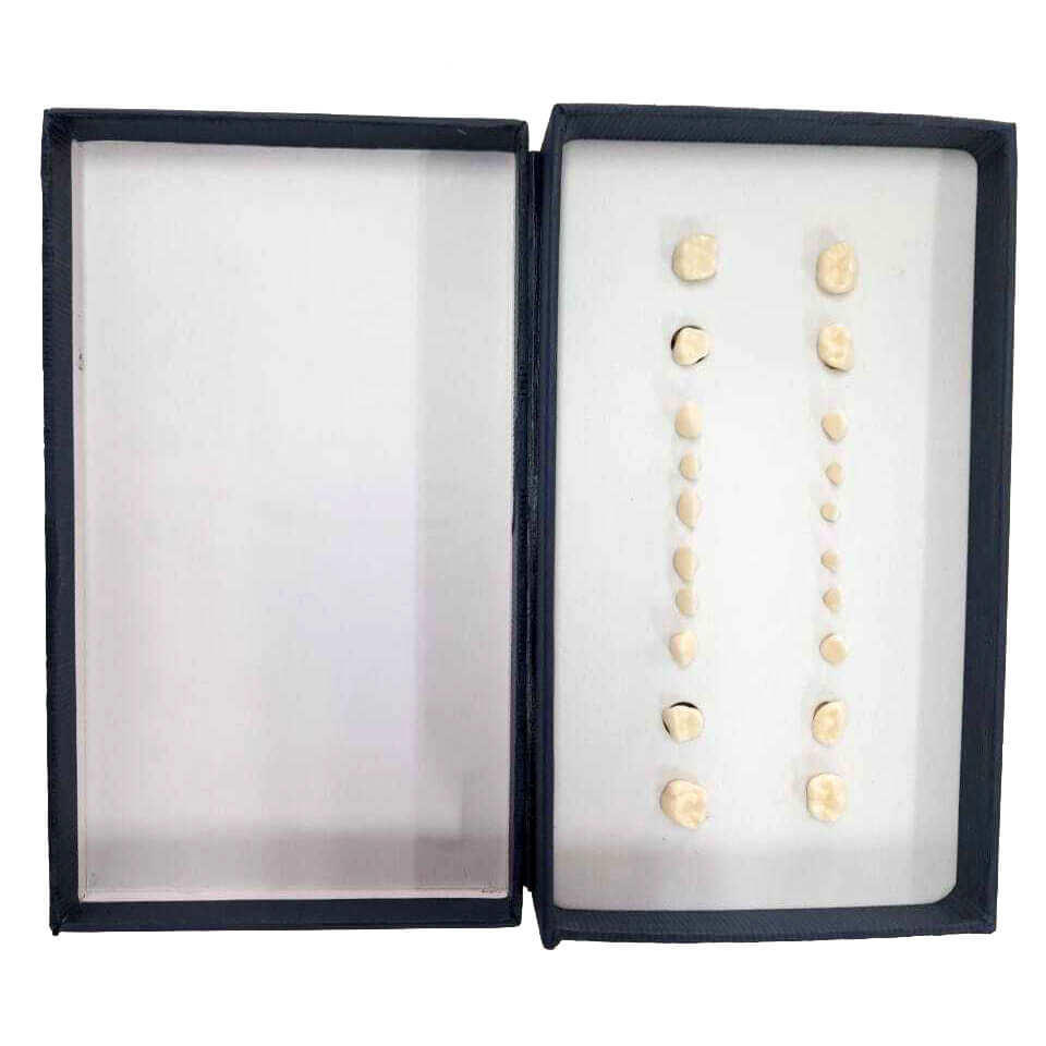 Pedo Teeth, 20 Pieces