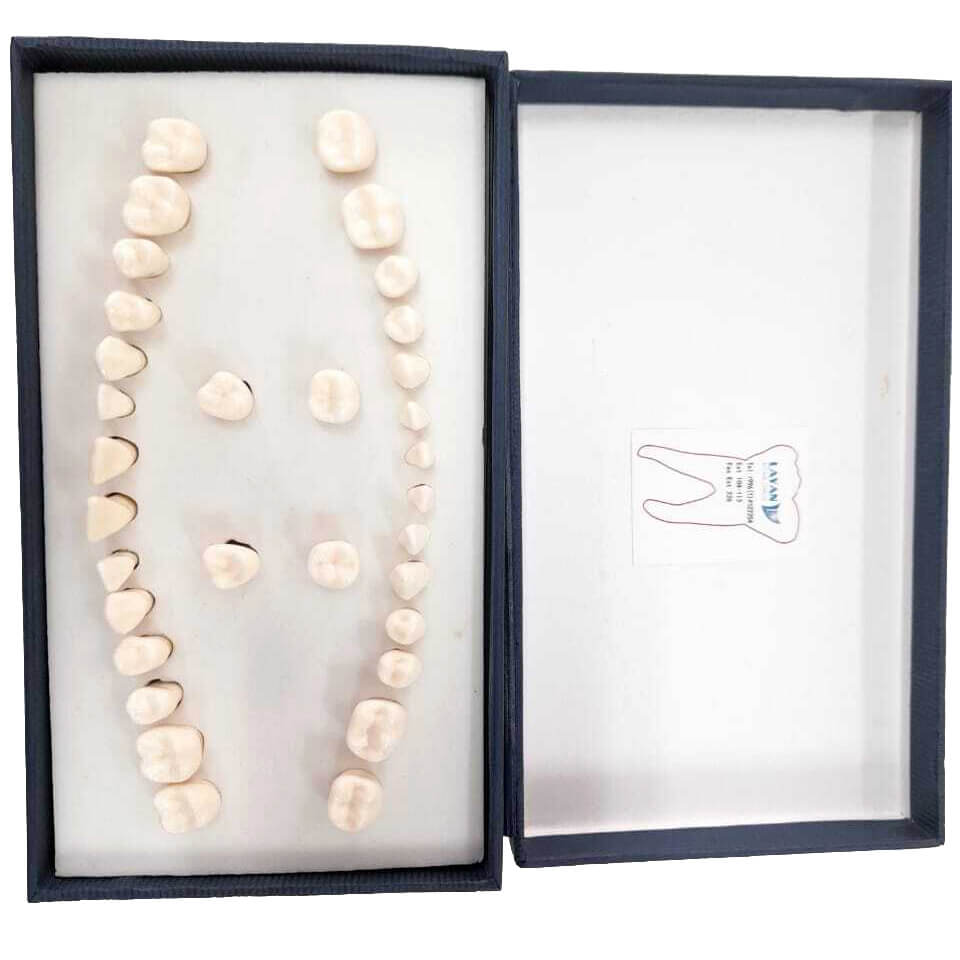 Artificial Melamine Adult 32 Teeth