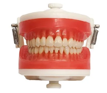Pronew Adult Teeth Model PD100, Training Typodont with 32 Teeth
