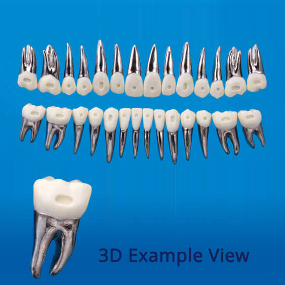B9-500D, Typodont Tooth Model with Bracket Dent (28 Teeth)