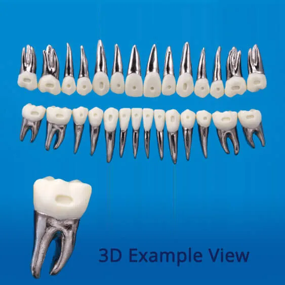 B9-500D, Typodont Tooth Model with Bracket Dent (28 Teeth)