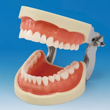 PRO2001-UL-UP-DPM-32, Prosthetic Restoration Jaw Model (32 Teeth Set)